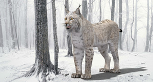 White Eurasian Lynx 3D Model — High-Quality Static Asset Thumbnail