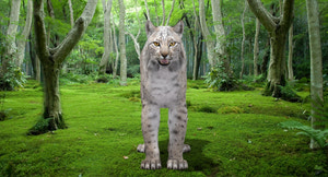 White Lynx 3D Model Thumbnail