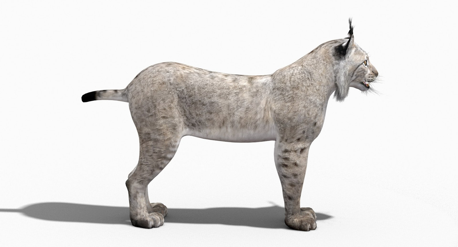 3D model of a lynx on a white background