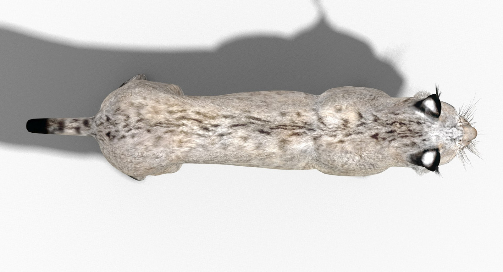 Realistic Wite Lynx 3D Model for Game, AR, and CGI - Top View