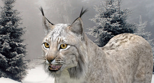 Realistic Wite Lynx 3D Model for Game, AR, and CGI Thumbnail