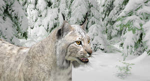 Realistic Wite Lynx 3D Model for Game, AR, and CGI Thumbnail