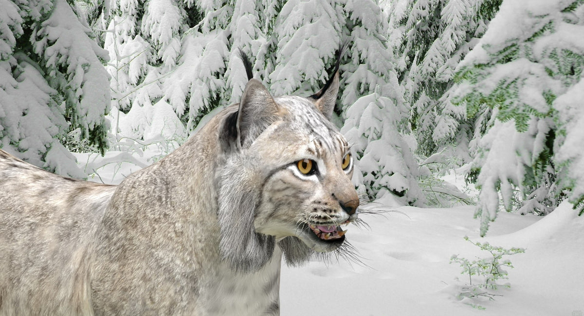 Realistic Wite Lynx 3D Model for Game, AR, and CGI