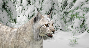 Realistic Wite Lynx 3D Model for Game, AR, and CGI Thumbnail