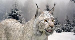 Realistic Wite Lynx Cat 3D Model for Game, AR, and CGI Thumbnail