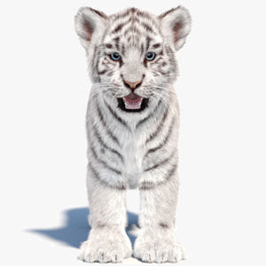 White Tiger Cub 3D Model with Groomed Hair Thumbnail