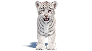 White Tiger Cub 3D Model with Groomed Hair Thumbnail