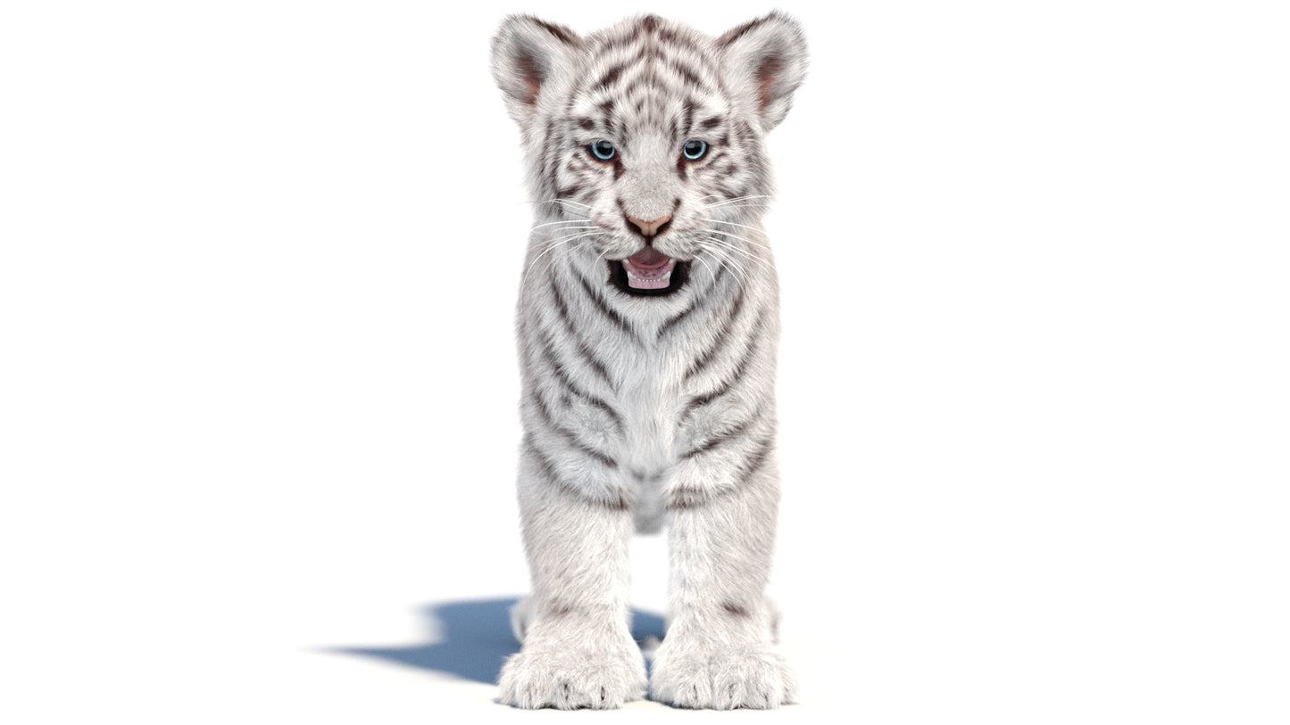 White Tiger Cub 3D Model with Groomed Hair