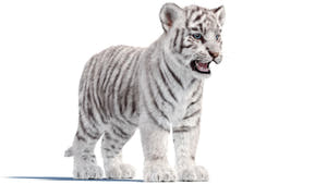 White Tiger Cub 3D Model with Groomed Hair Thumbnail