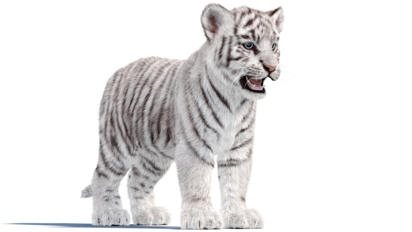 White Tiger Cub 3D Model with Groomed Hair