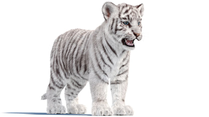 White Tiger Cub 3D Model with Groomed Hair