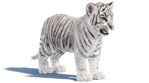 White Tiger Cub 3D Model with Groomed Hair Thumbnail