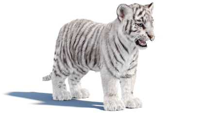 White Tiger Cub 3D Model with Groomed Hair