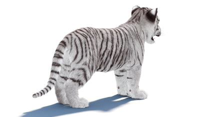 White Tiger Cub 3D Model with Groomed Hair