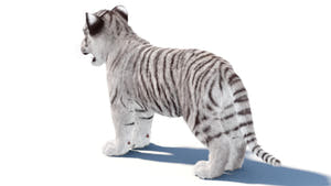 White tiger cub standing on a white background Thumbnail