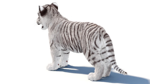 White tiger cub standing on a white background Thumbnail