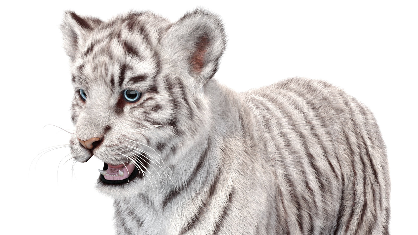 White Tiger Cub 3D Model with Groomed Hair