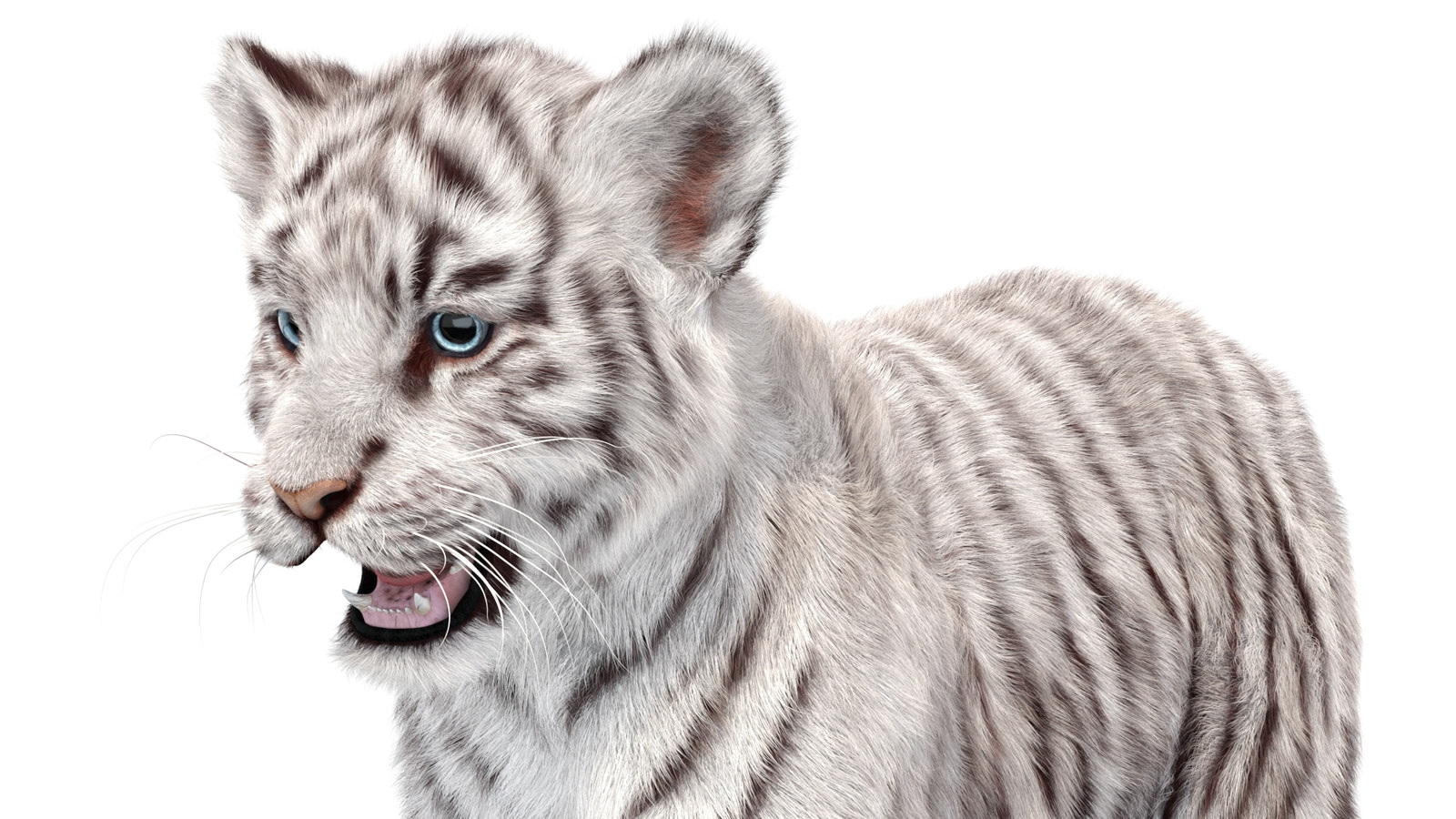 White Tiger Cub 3D Model with Groomed Hair