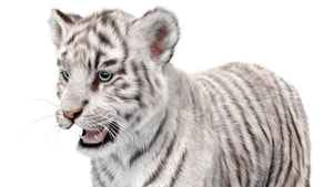 White Tiger Cub 3D Model with Groomed Hair Thumbnail