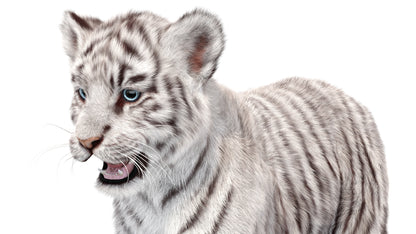 White Tiger Cub 3D Model with Groomed Hair