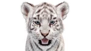 White Tiger Cub 3D Model - Hair and Fur Thumbnail