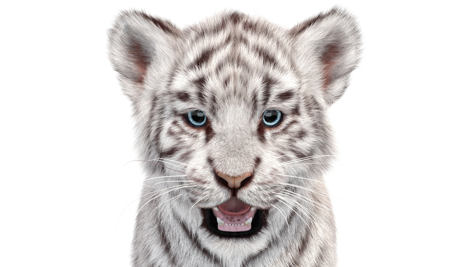 White Tiger Cub 3D Model with Groomed Hair