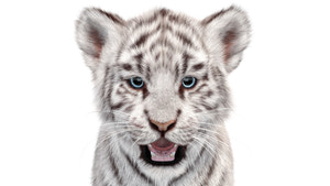 White Tiger Cub 3D Model with Groomed Hair Thumbnail
