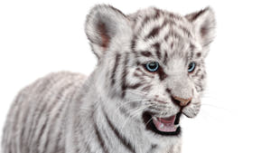 White Tiger Cub 3D Model - Hair and Fur Thumbnail