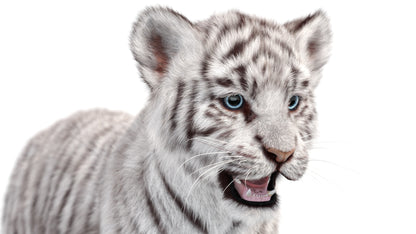 White Tiger Cub 3D Model with Groomed Hair
