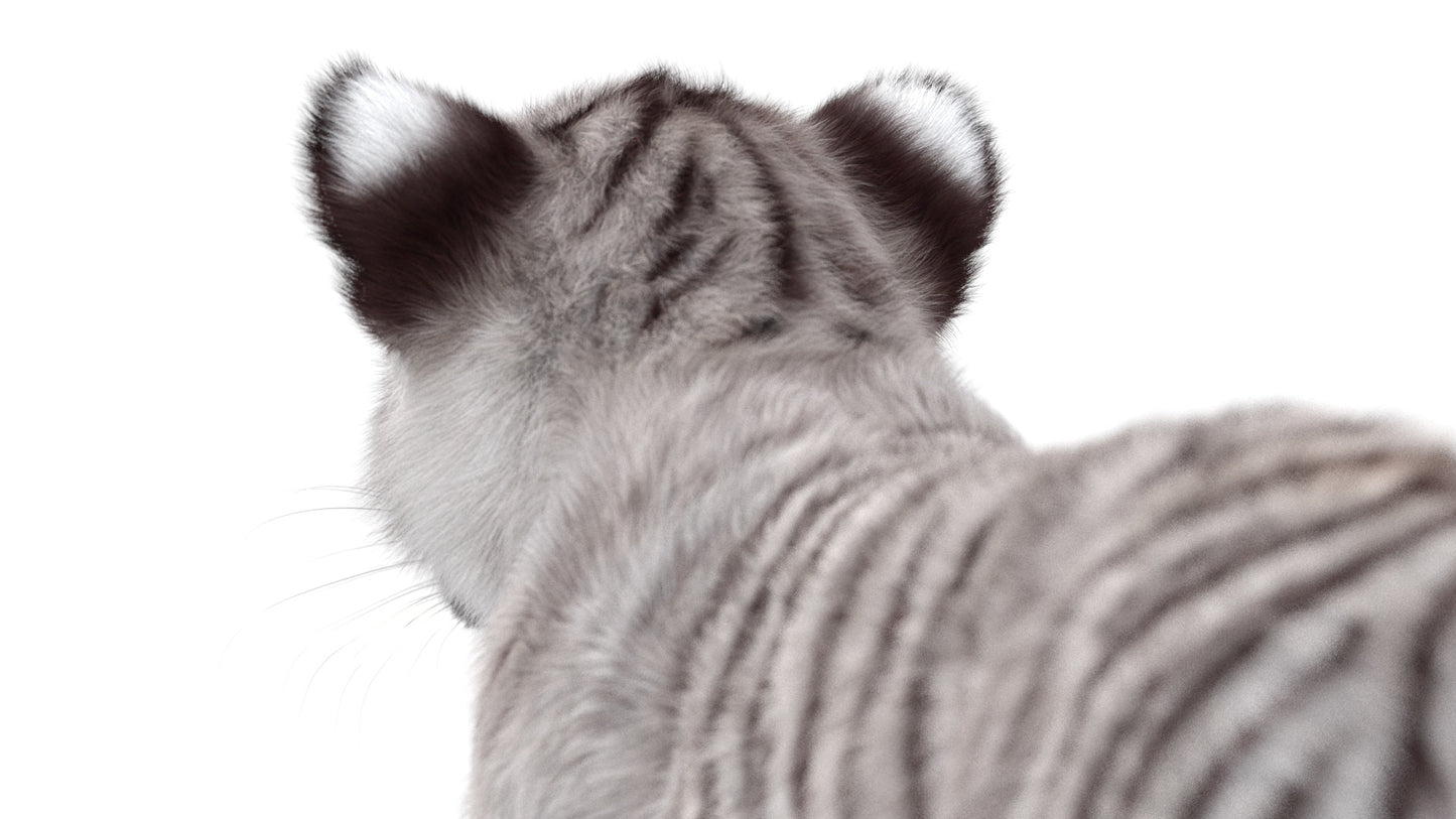 White Tiger Cub 3D Model with Groomed Hair