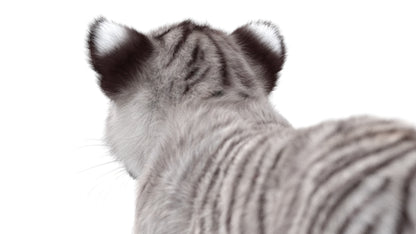White Tiger Cub 3D Model with Groomed Hair