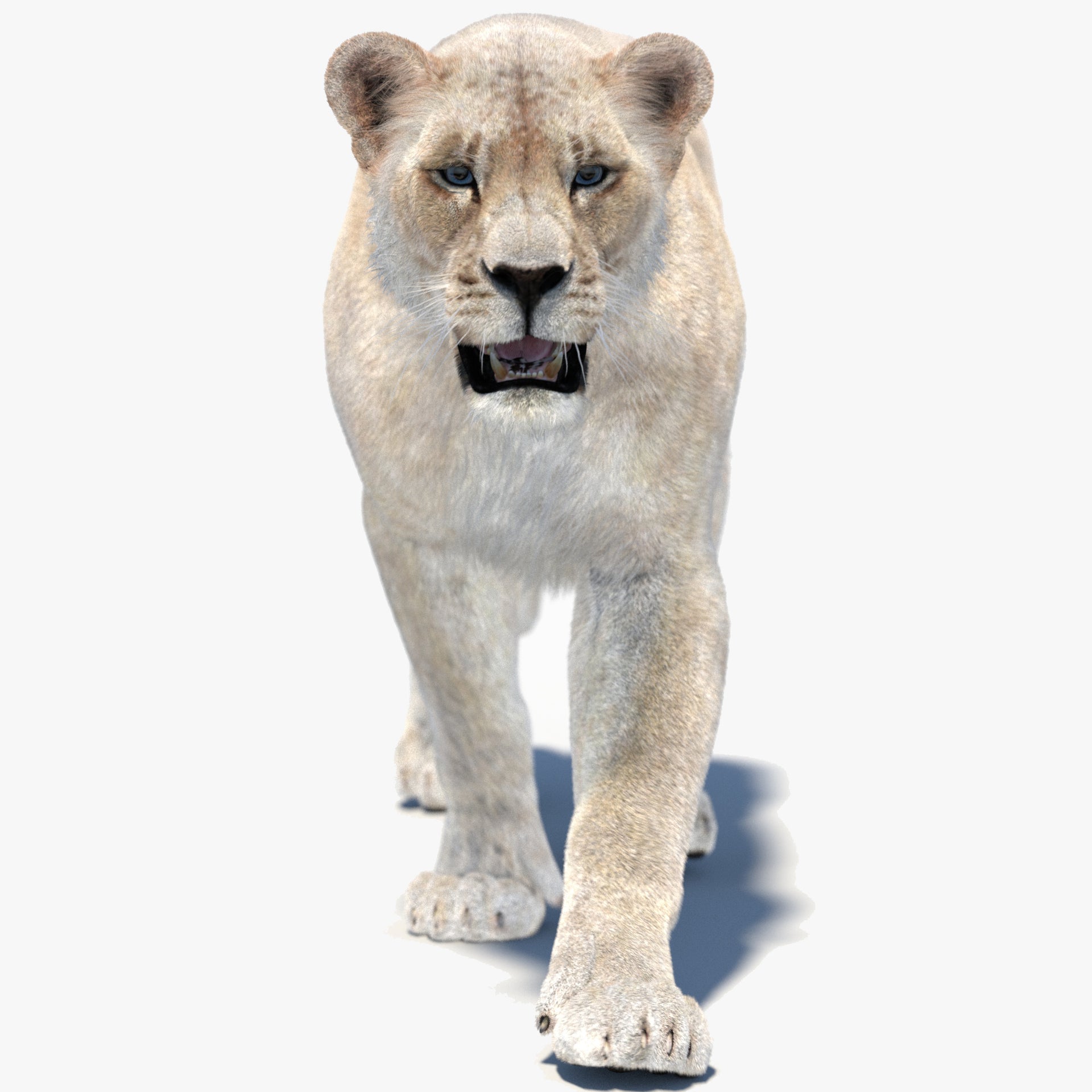 Animated White Lioness 3D Model with Fur
