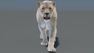 3D model of a lioness on a gray background Thumbnail