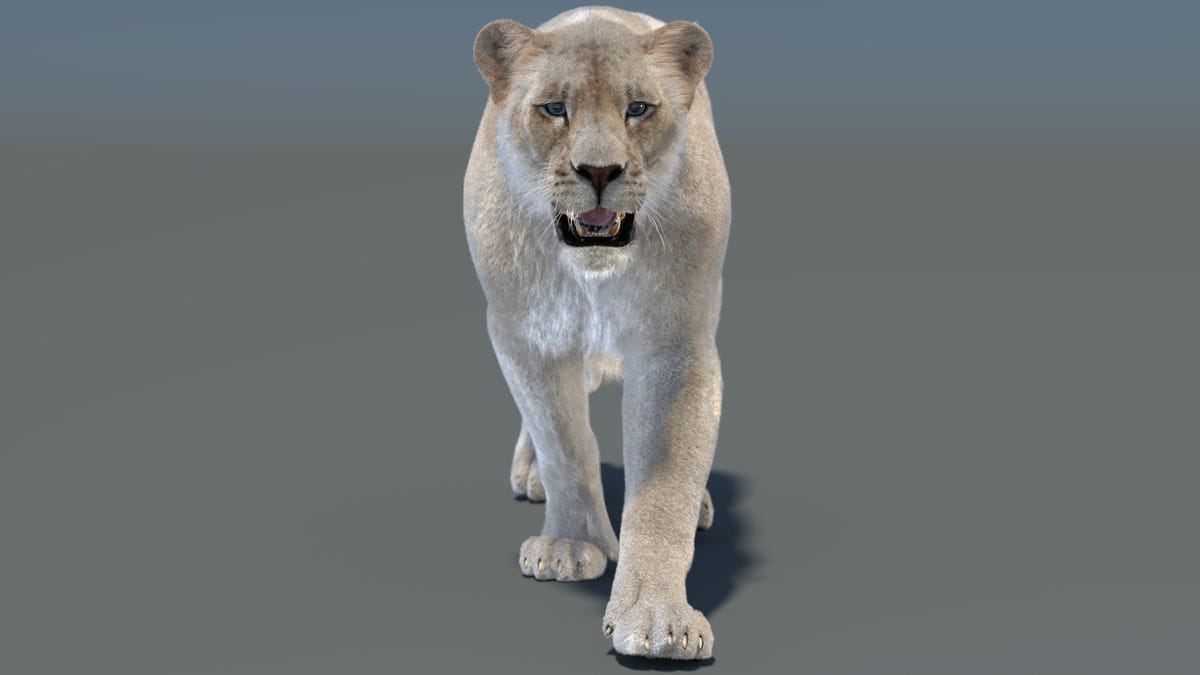 3D model of a lioness on a gray background