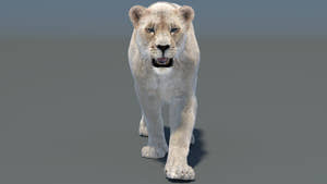 Animated White Lioness 3D Model with Fur Thumbnail