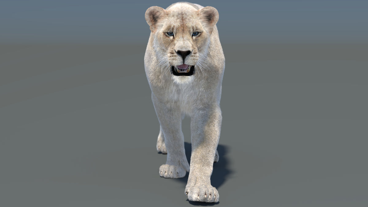 Animated White Lioness 3D Model with Fur
