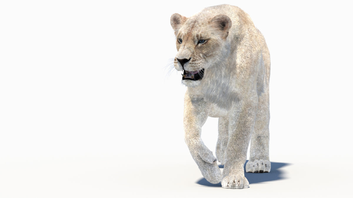 White lioness 3D model walking on a white background