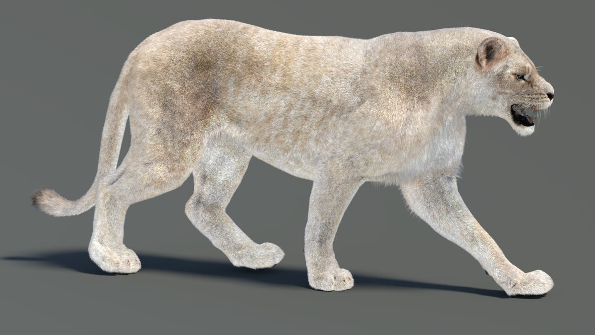 3D Lioness model walking on a gray background