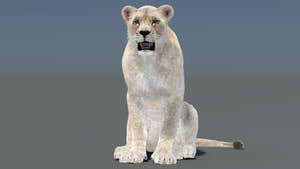 Rigged and Animated Lioness 3D Model with Fur Seated on 3D Environment Background Thumbnail