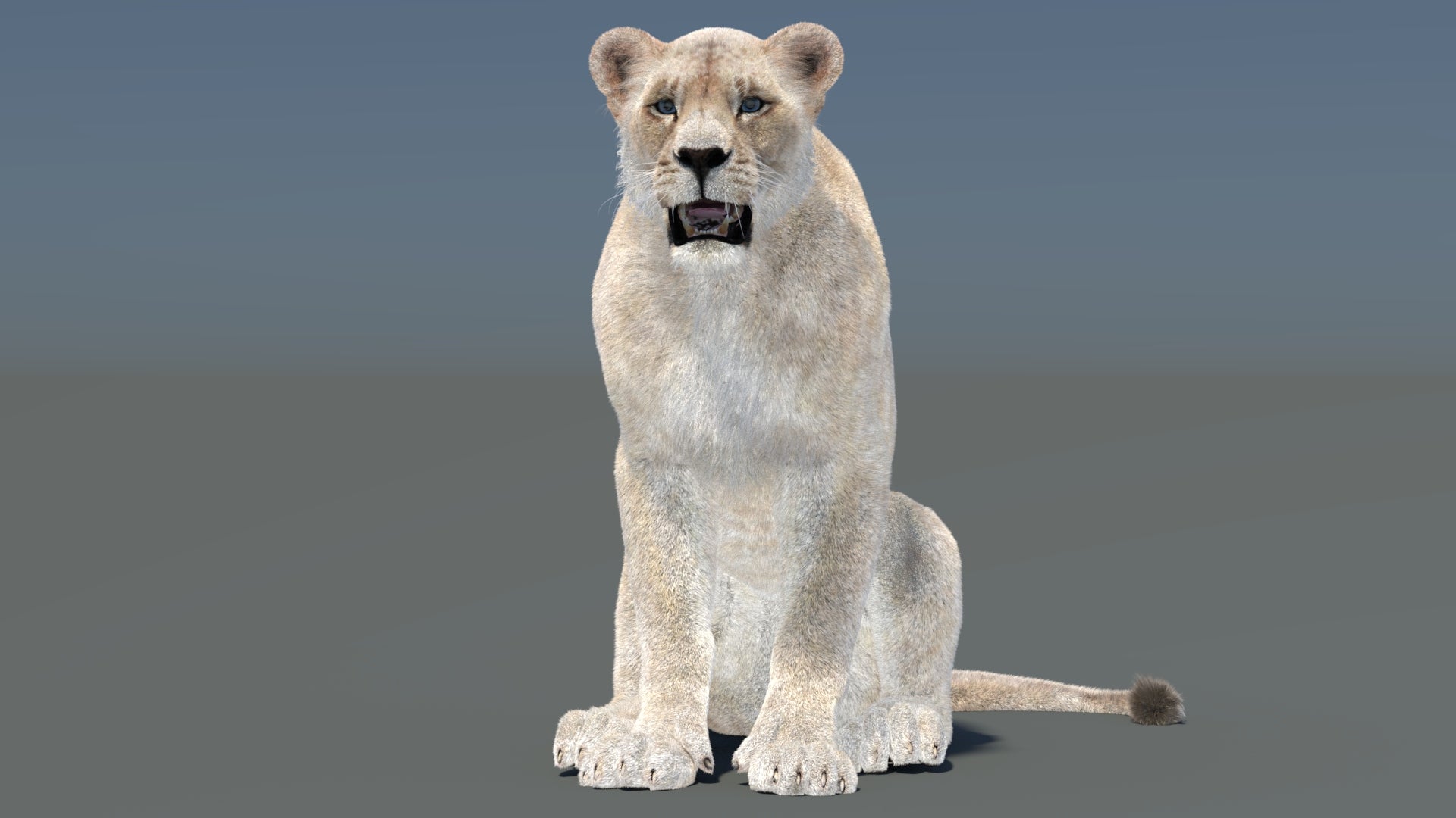 Rigged and Animated Lioness 3D Model with Fur Seated on 3D Environment Background