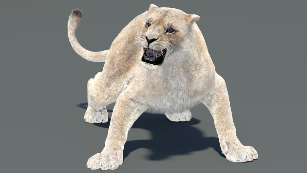 Lioness 3D Model with Fur Ready to Defend in Aggressive Stance