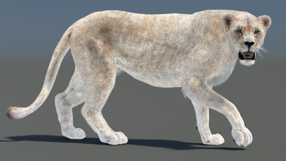 Animated Lioness 3D Model with Fur Walking and Raising Paw While Looking Sideways