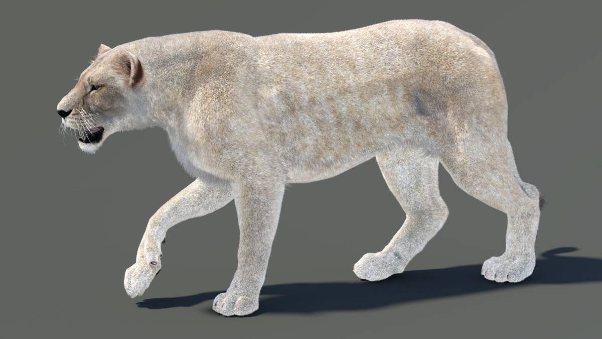 3D model of a lioness walking on a gray background