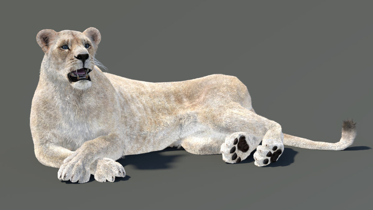 White 3D Lioness model lying down on a gray background