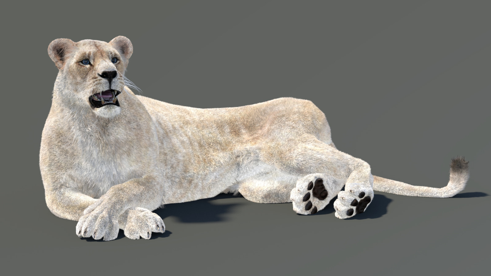 White 3D Lioness model lying down on a gray background