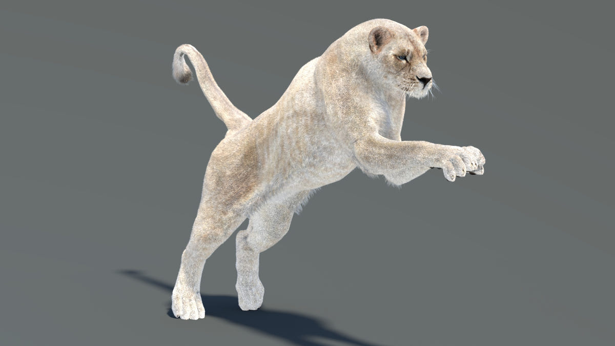 3D model of a lioness jumping on a gray background