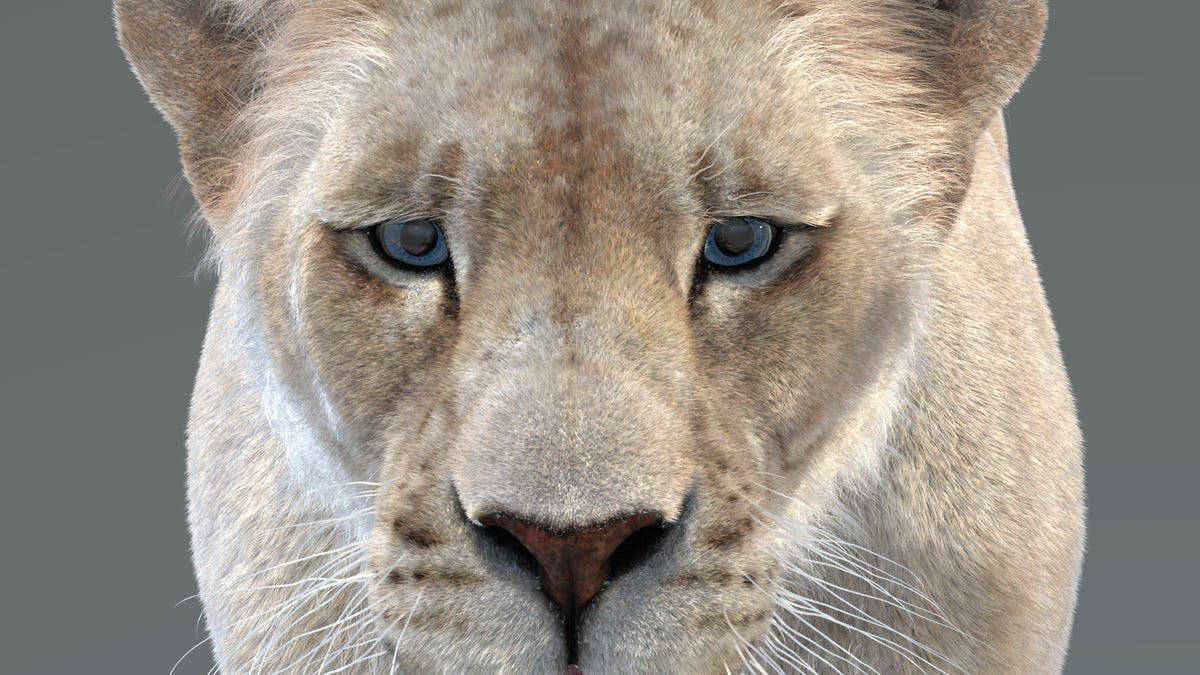Close-up of a 3d lioness's face on a gray background