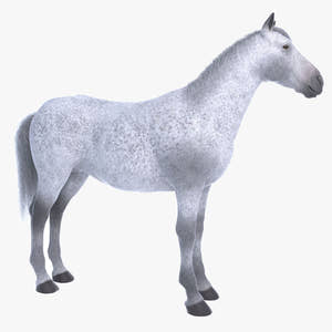Horse 3D Model White Thumbnail