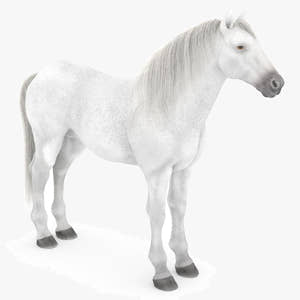 White Horse 3D Model Thumbnail