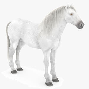 White Horse 3D Model Thumbnail